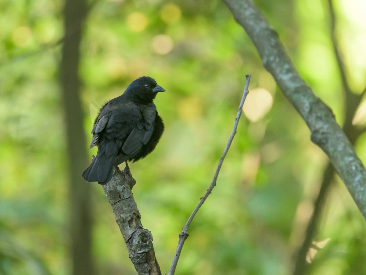 Screaming Cowbird - ML517820601