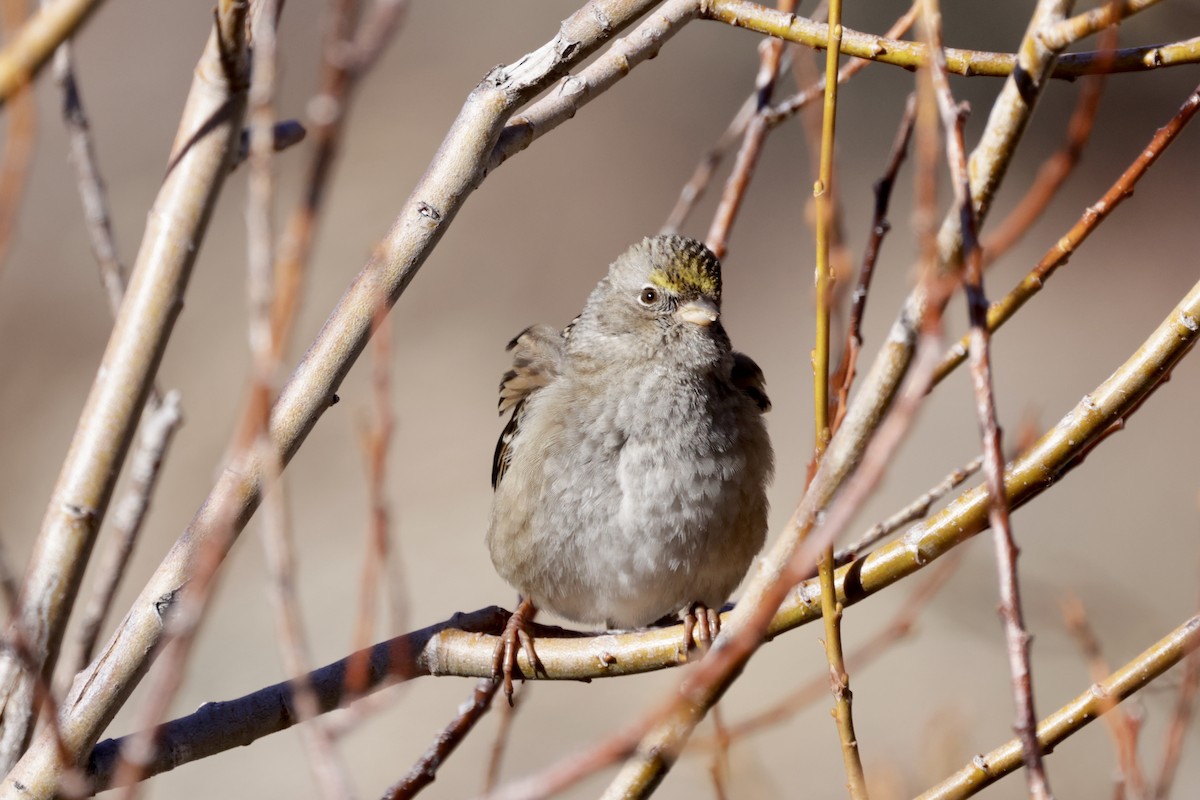Golden-crowned Sparrow - ML517821451