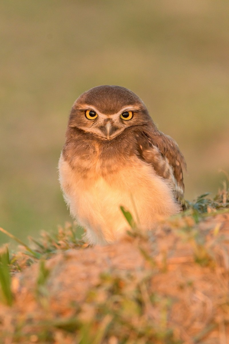 Burrowing Owl - Carlos Rossello