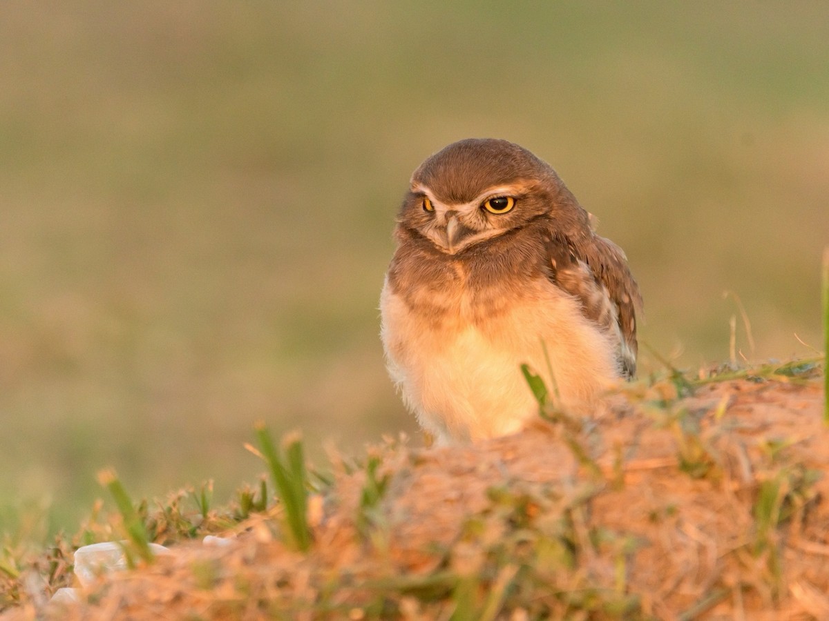 Burrowing Owl - Carlos Rossello