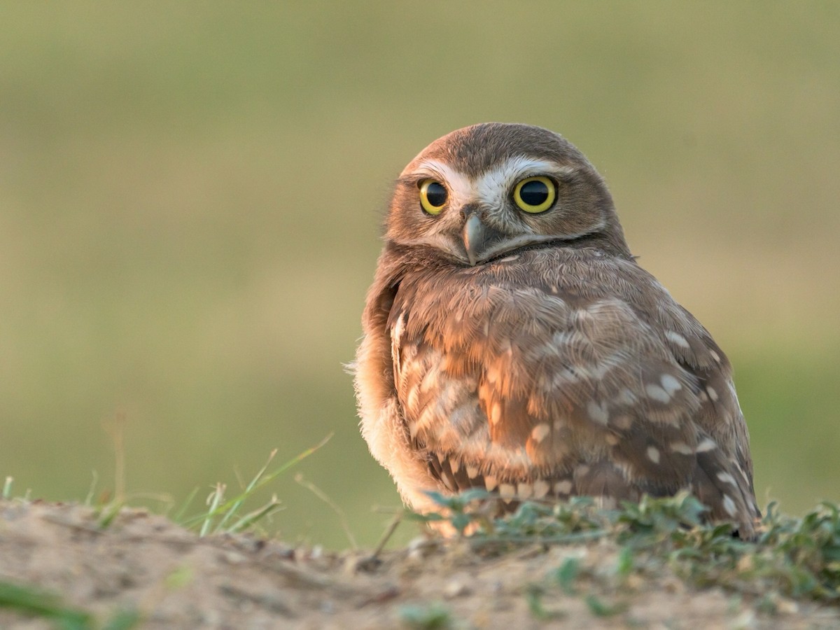 Burrowing Owl - Carlos Rossello