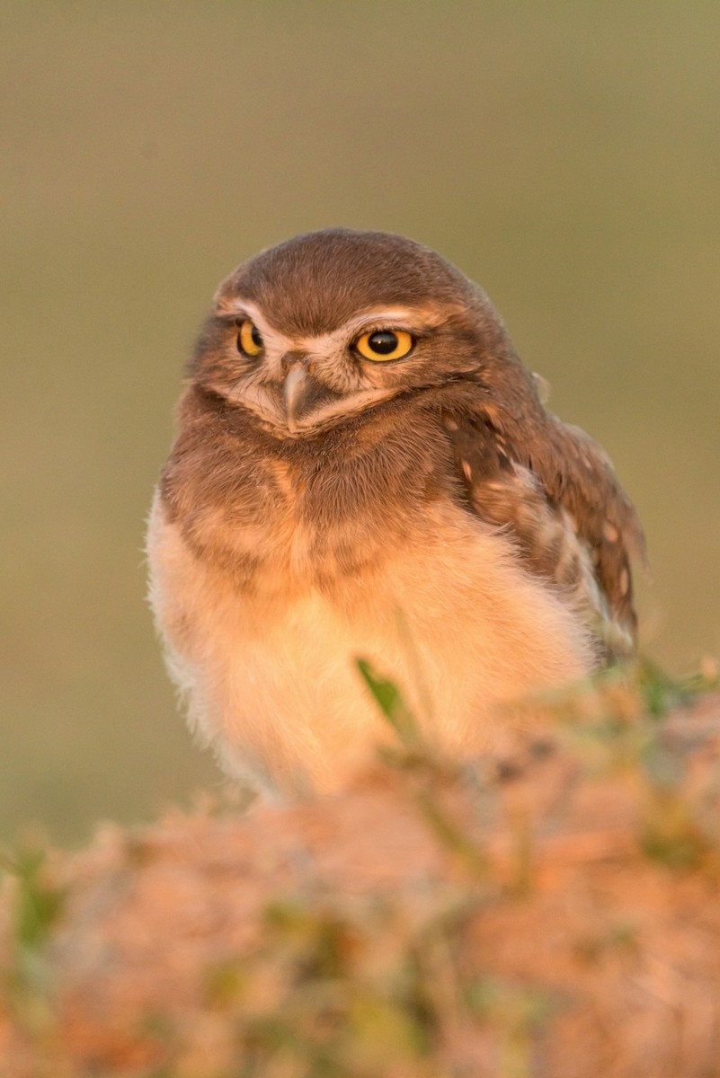 Burrowing Owl - Carlos Rossello