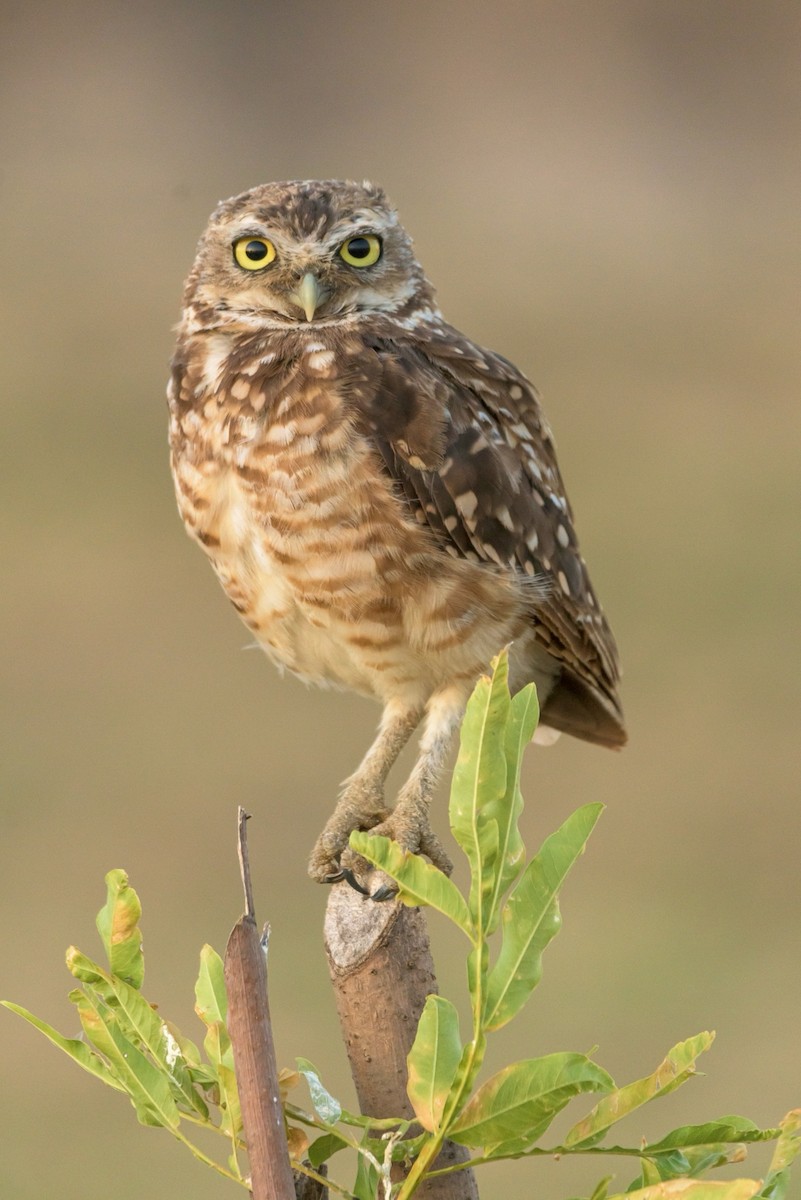 Burrowing Owl - Carlos Rossello