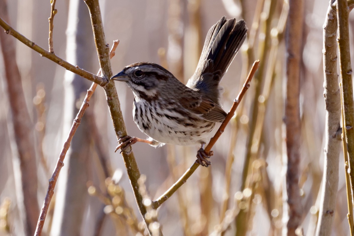 Song Sparrow - ML517821641