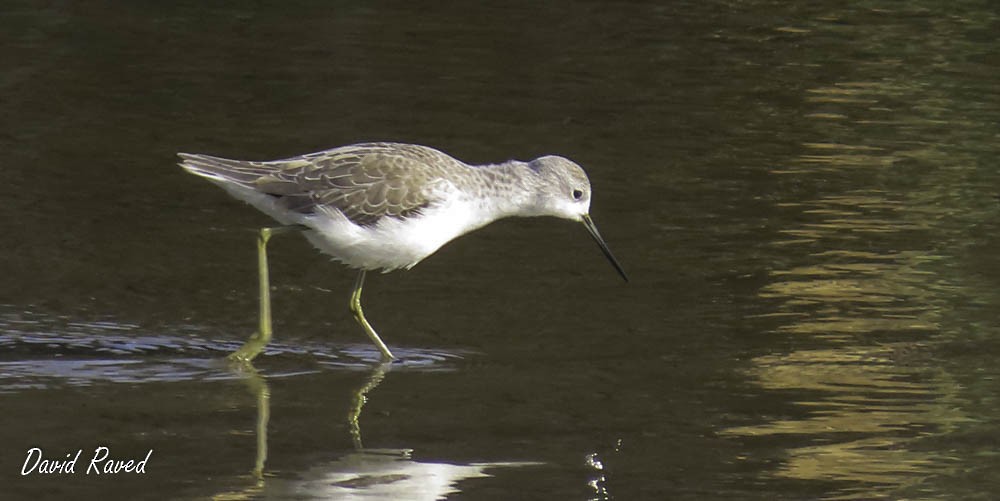 Marsh Sandpiper - ML517821741