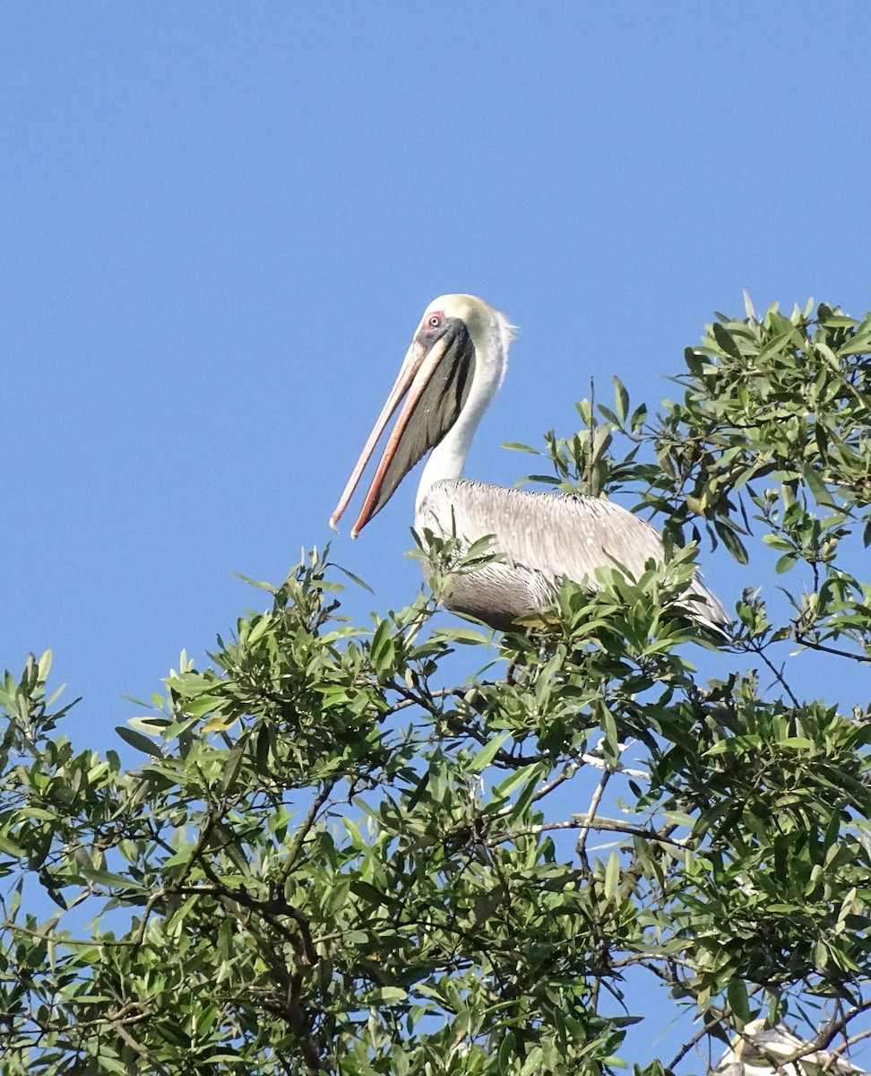 Brown Pelican - ML517821991