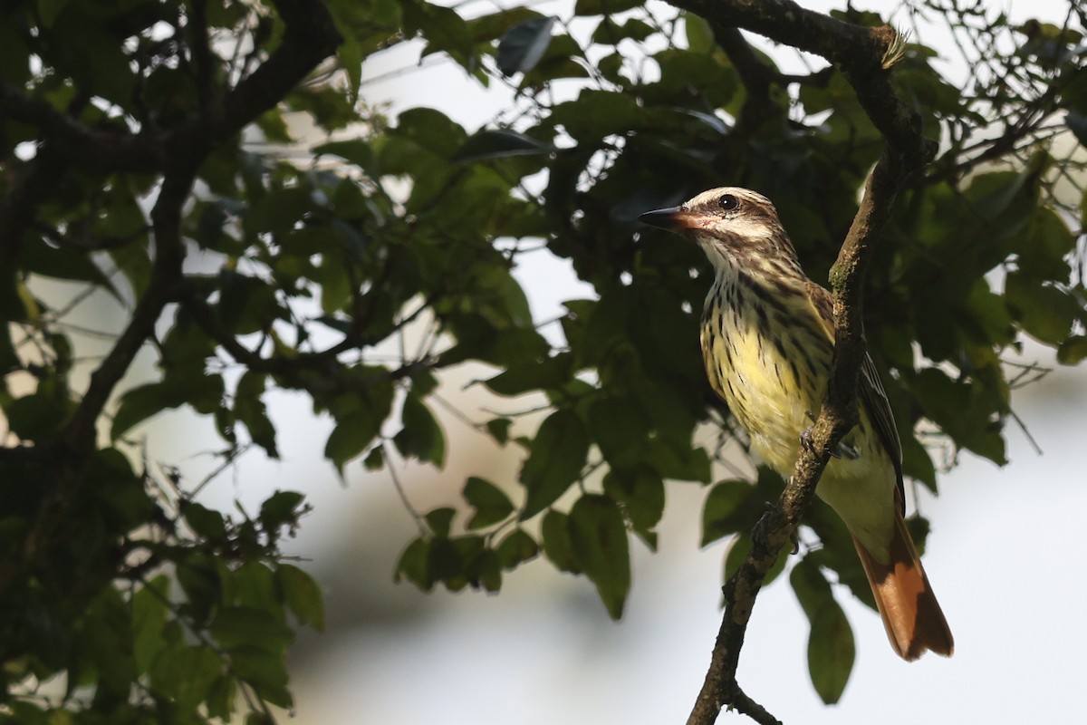 Sulphur-bellied Flycatcher - ML517822371