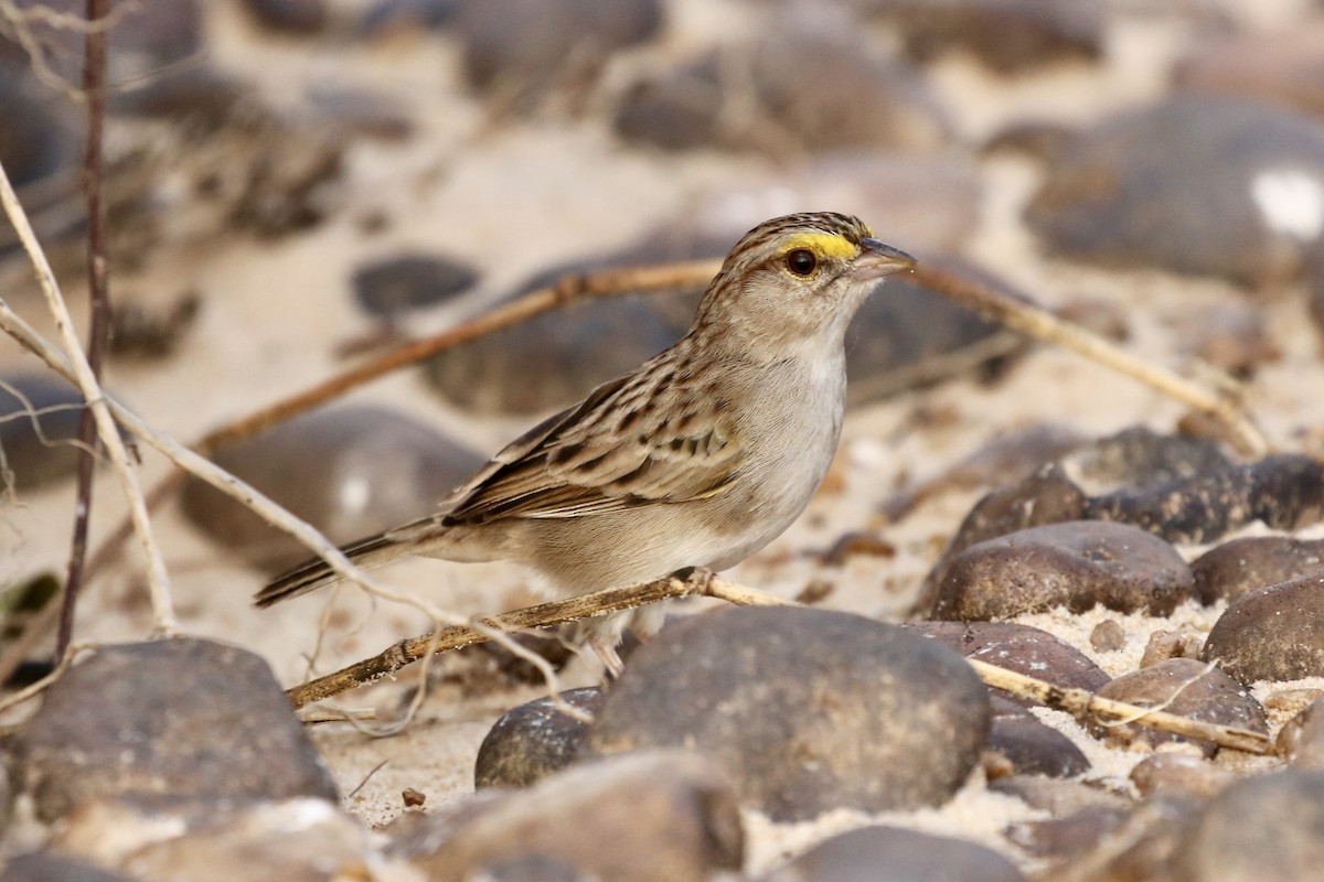 Yellow-browed Sparrow - Jonathan Slifkin