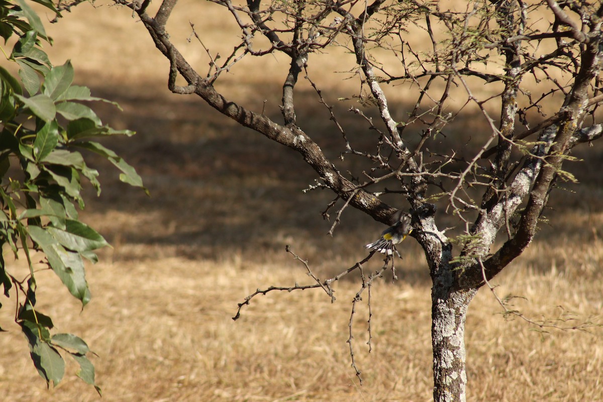 Yellow-rumped Warbler - ML517824401