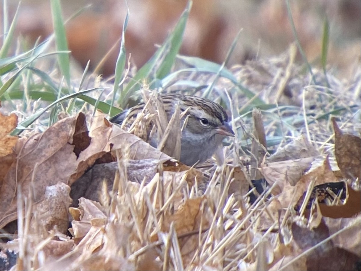 Chipping Sparrow - ML517824511