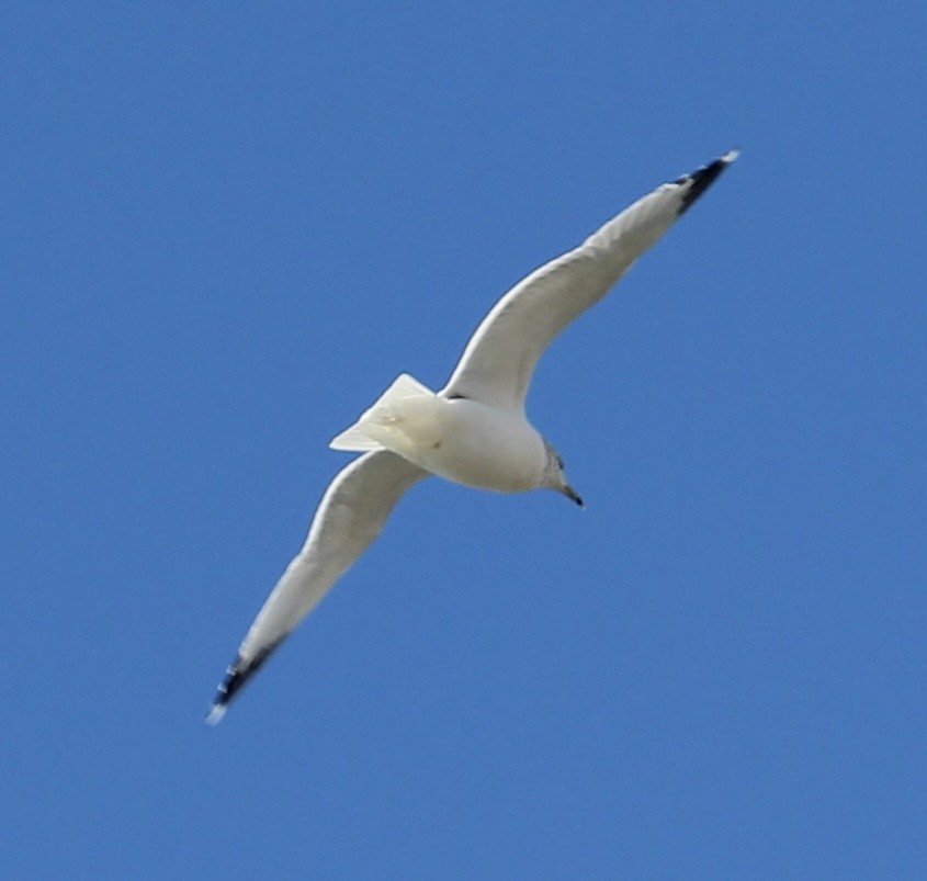 Ring-billed Gull - ML517824991