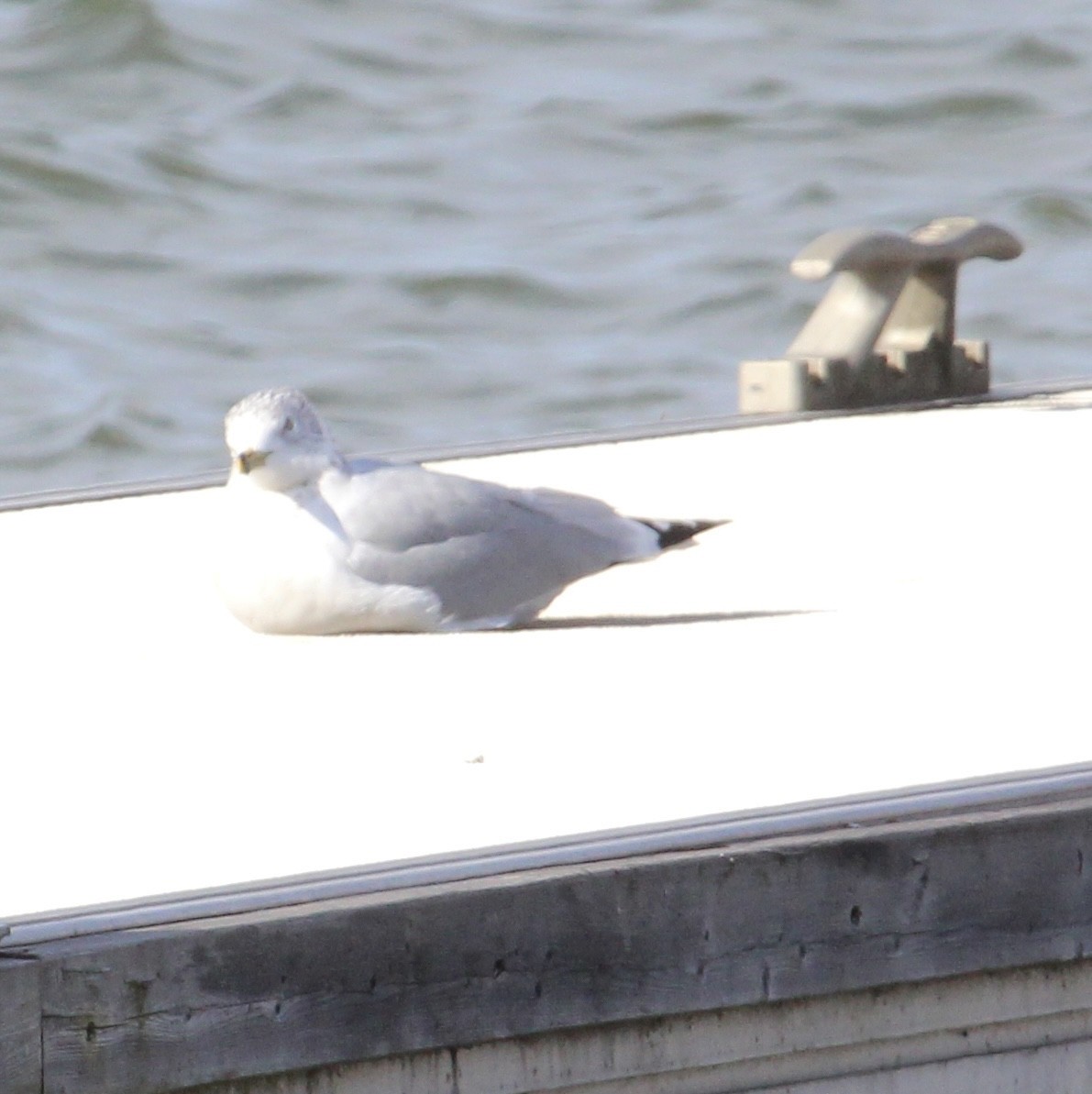 Ring-billed Gull - ML517825001