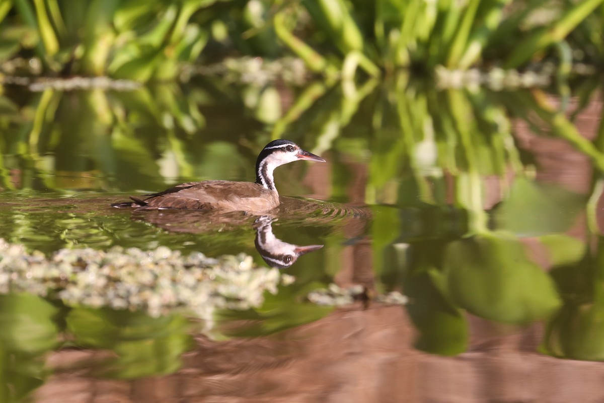 Sungrebe - Thomas Galewski