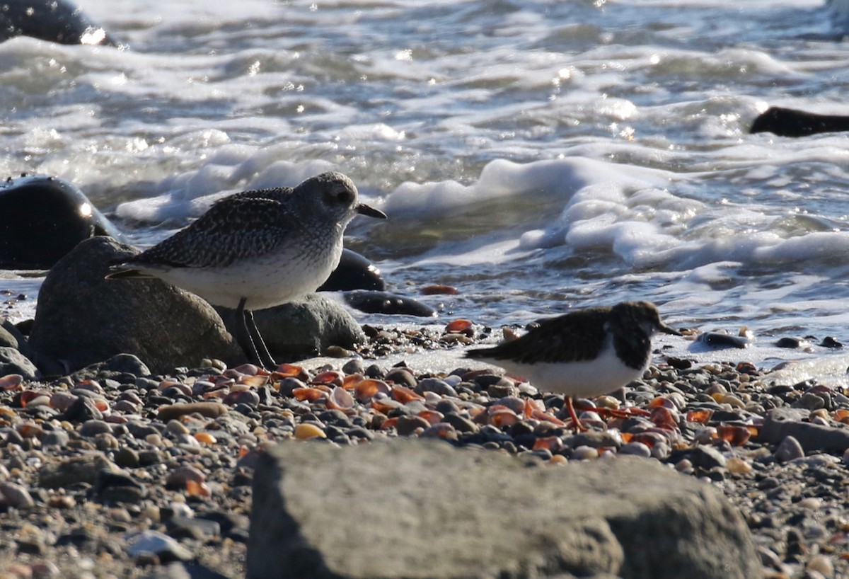 Ruddy Turnstone - Frank Mantlik