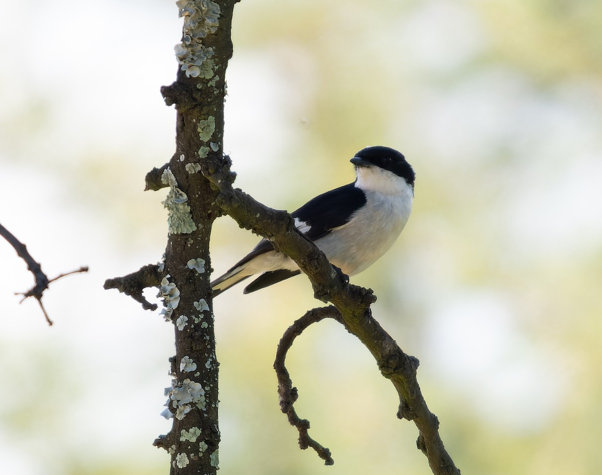 Fiscal Flycatcher - ML517825611