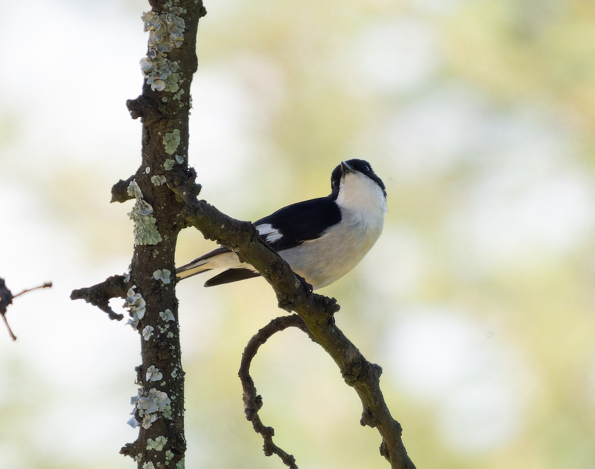 Fiscal Flycatcher - ML517825621