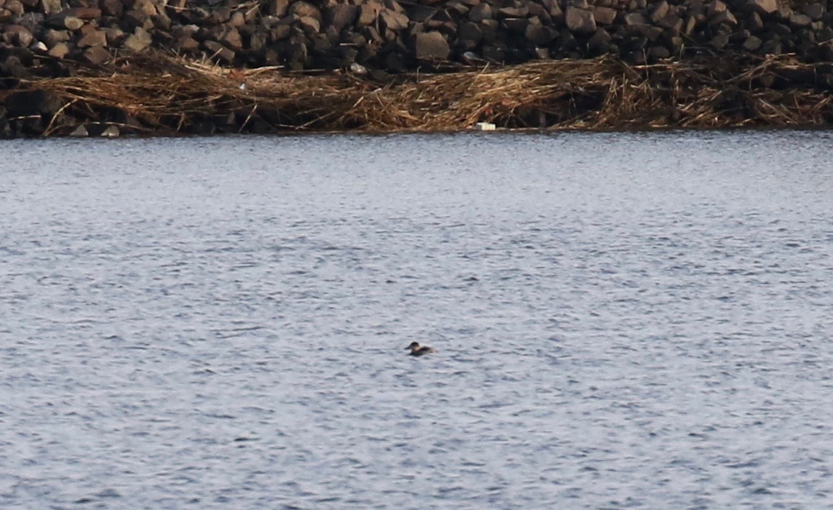 Ruddy Duck - ML517827551