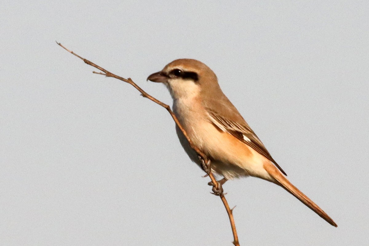 Red-tailed Shrike - Syed Abbas