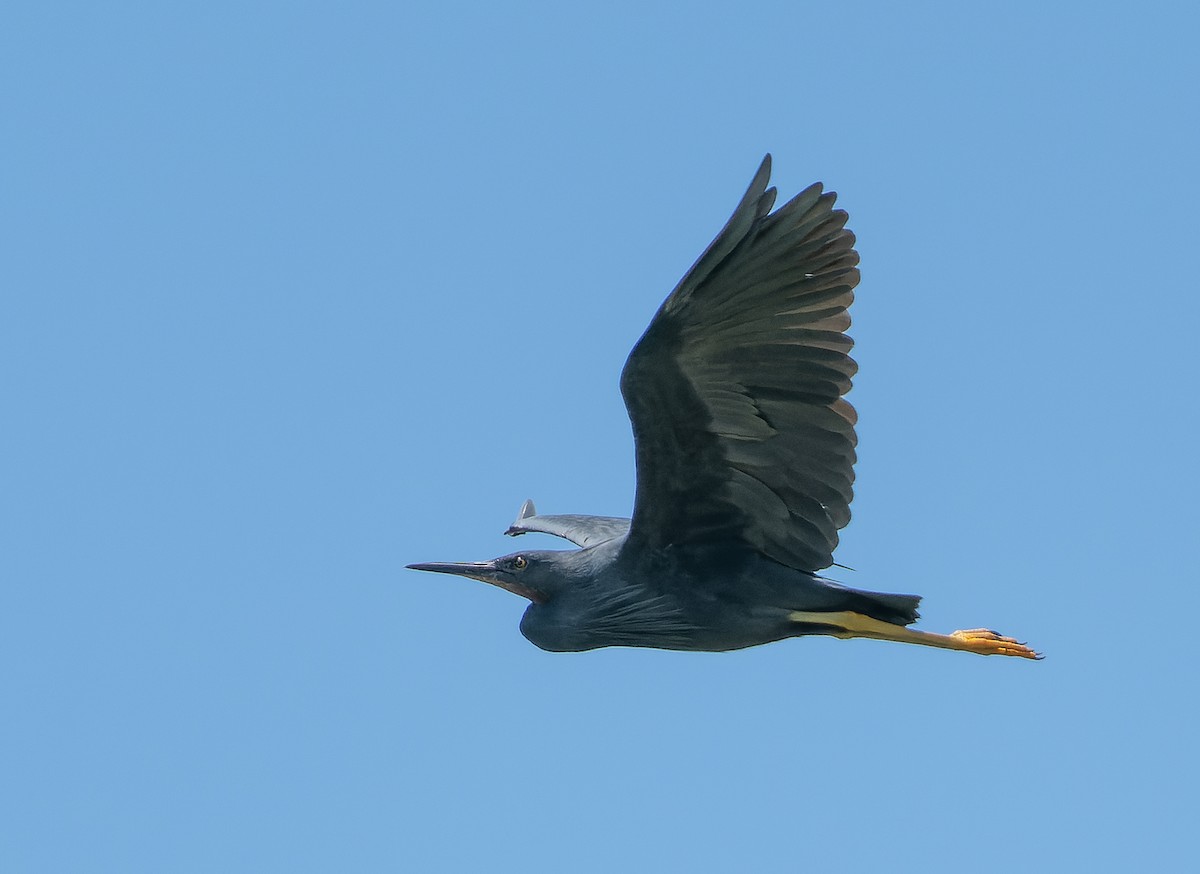 Slaty Egret - Simon Colenutt