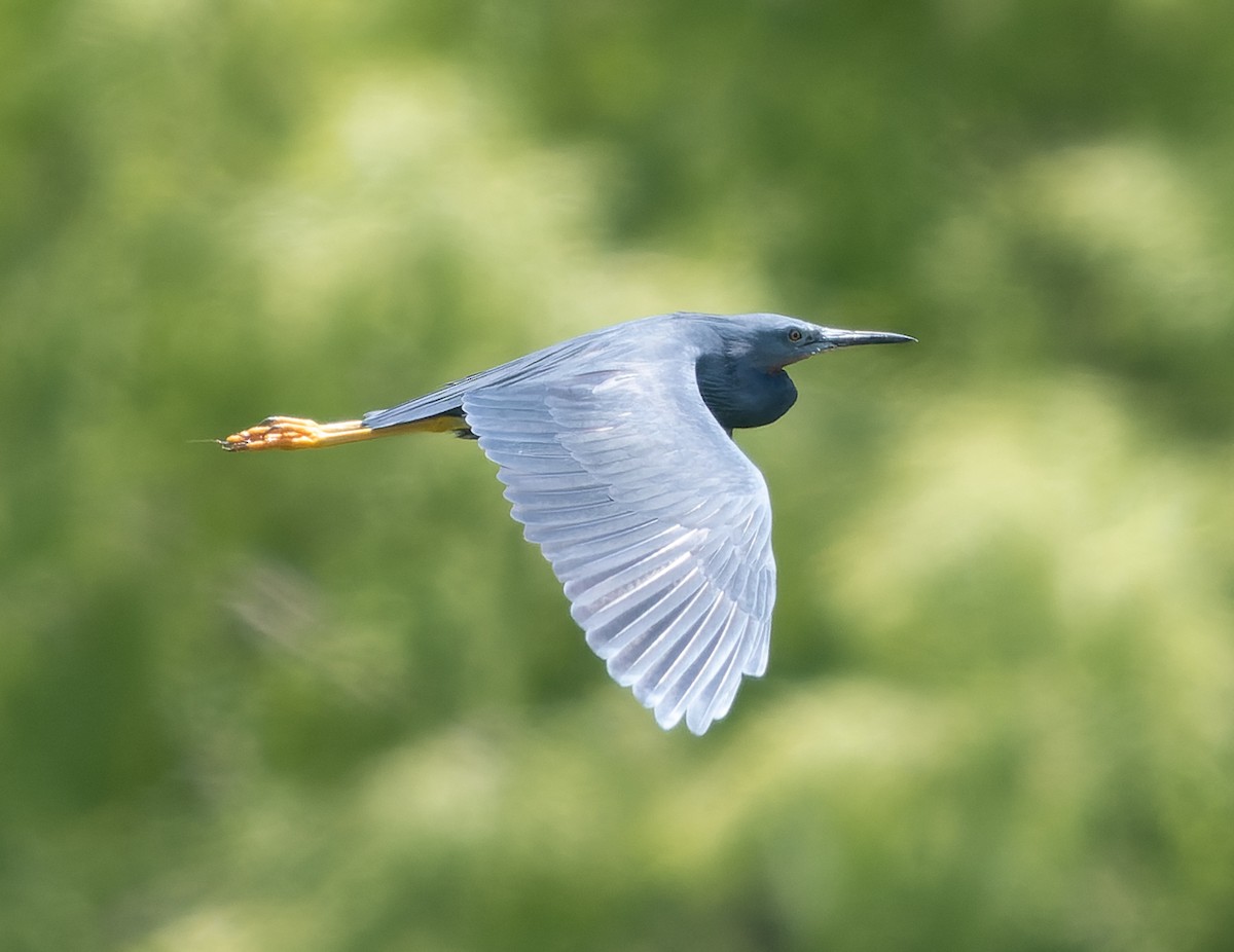 Slaty Egret - ML517830201