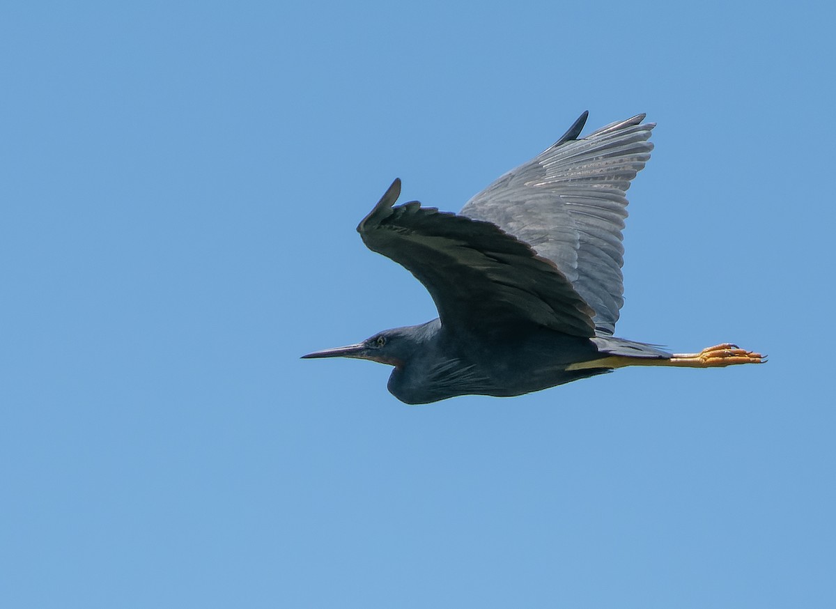 Slaty Egret - Simon Colenutt