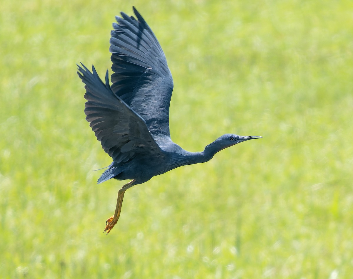 Slaty Egret - ML517830241