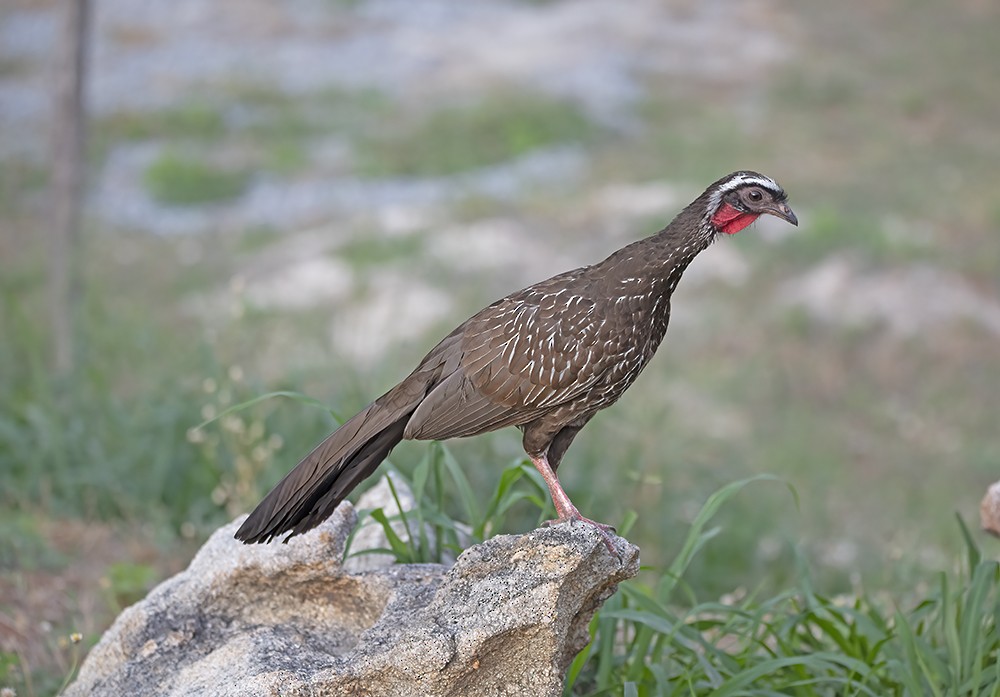 White-browed Guan - ML517831241