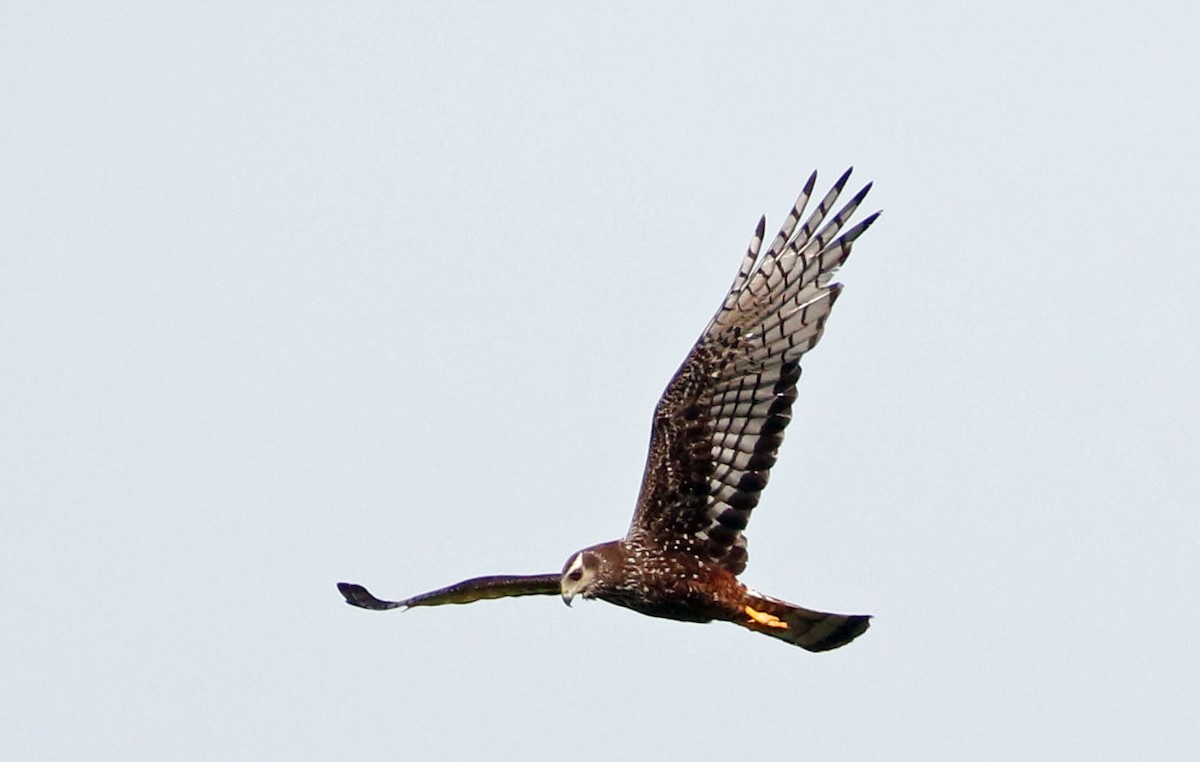 Long-winged Harrier - Don Roberson