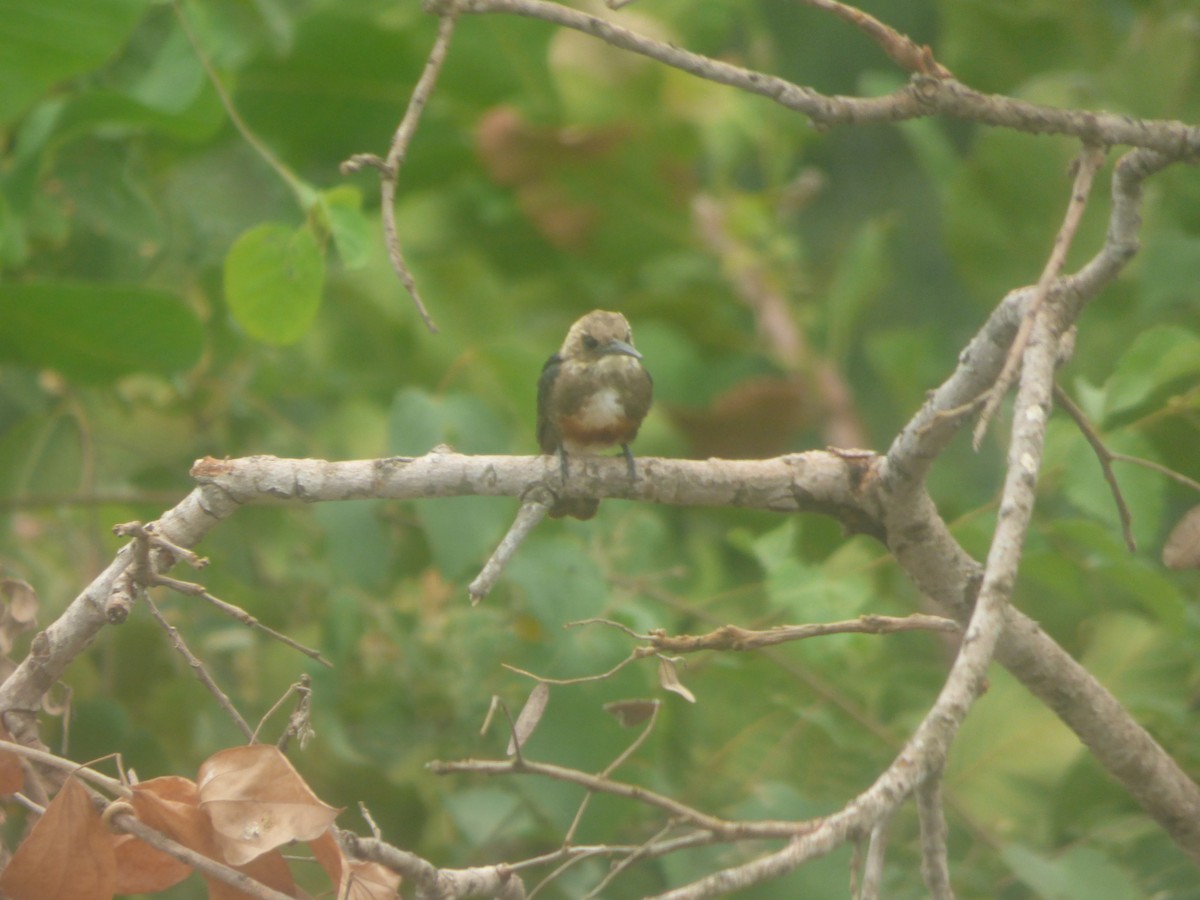 Pale-headed Jacamar - ML517832661