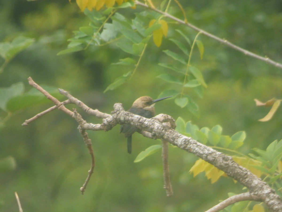 Pale-headed Jacamar - ML517833481