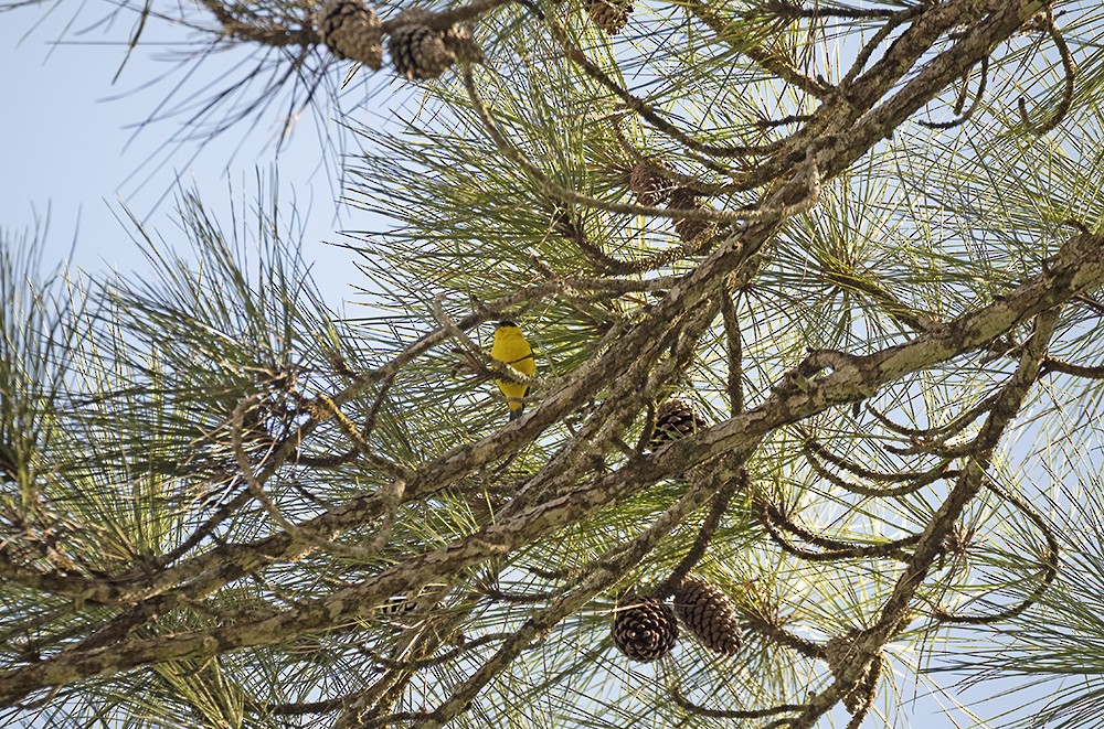 Yellow-faced Siskin - ML517834381