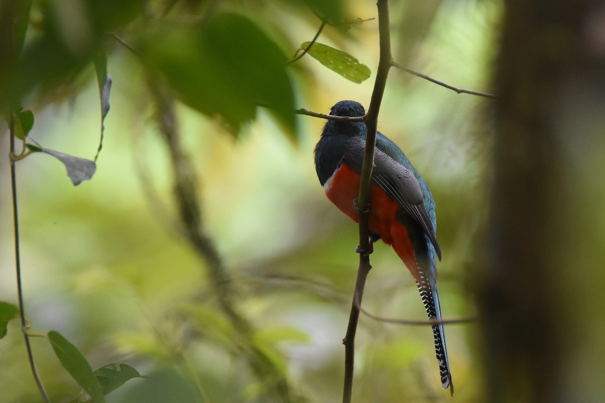 Collared Trogon - Luke Berg