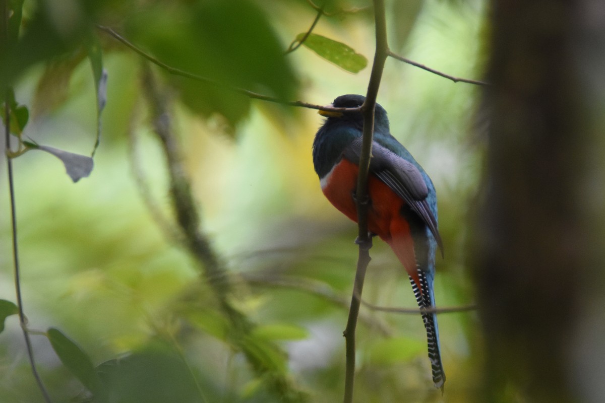 Collared Trogon - ML517834621