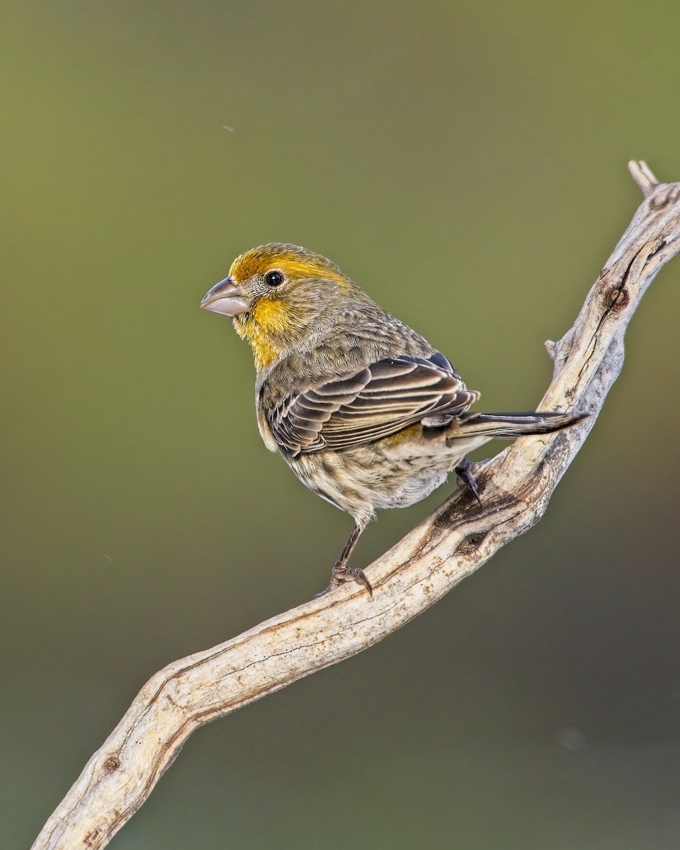 House Finch - James Moodie