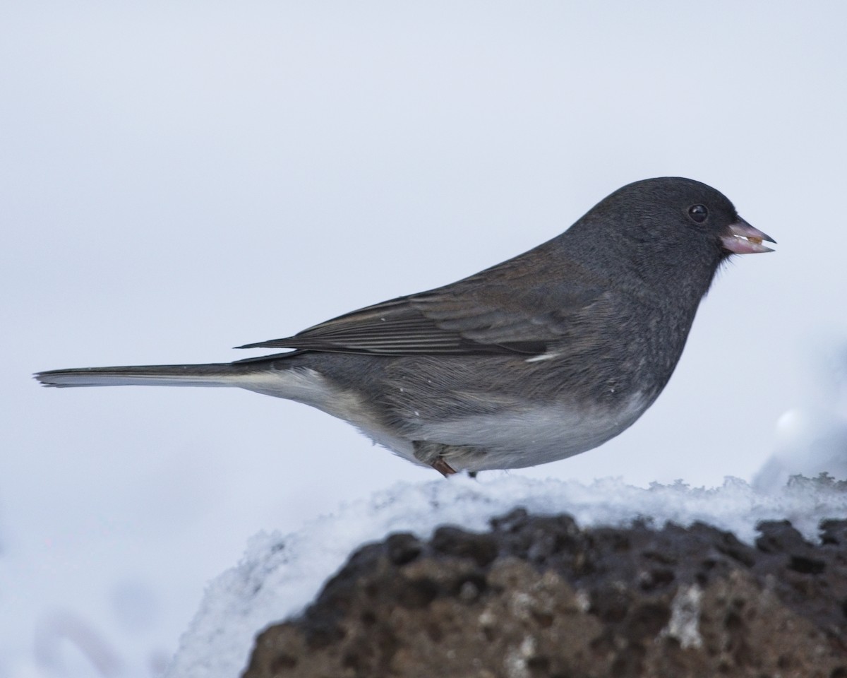 Dark-eyed Junco - ML517834821