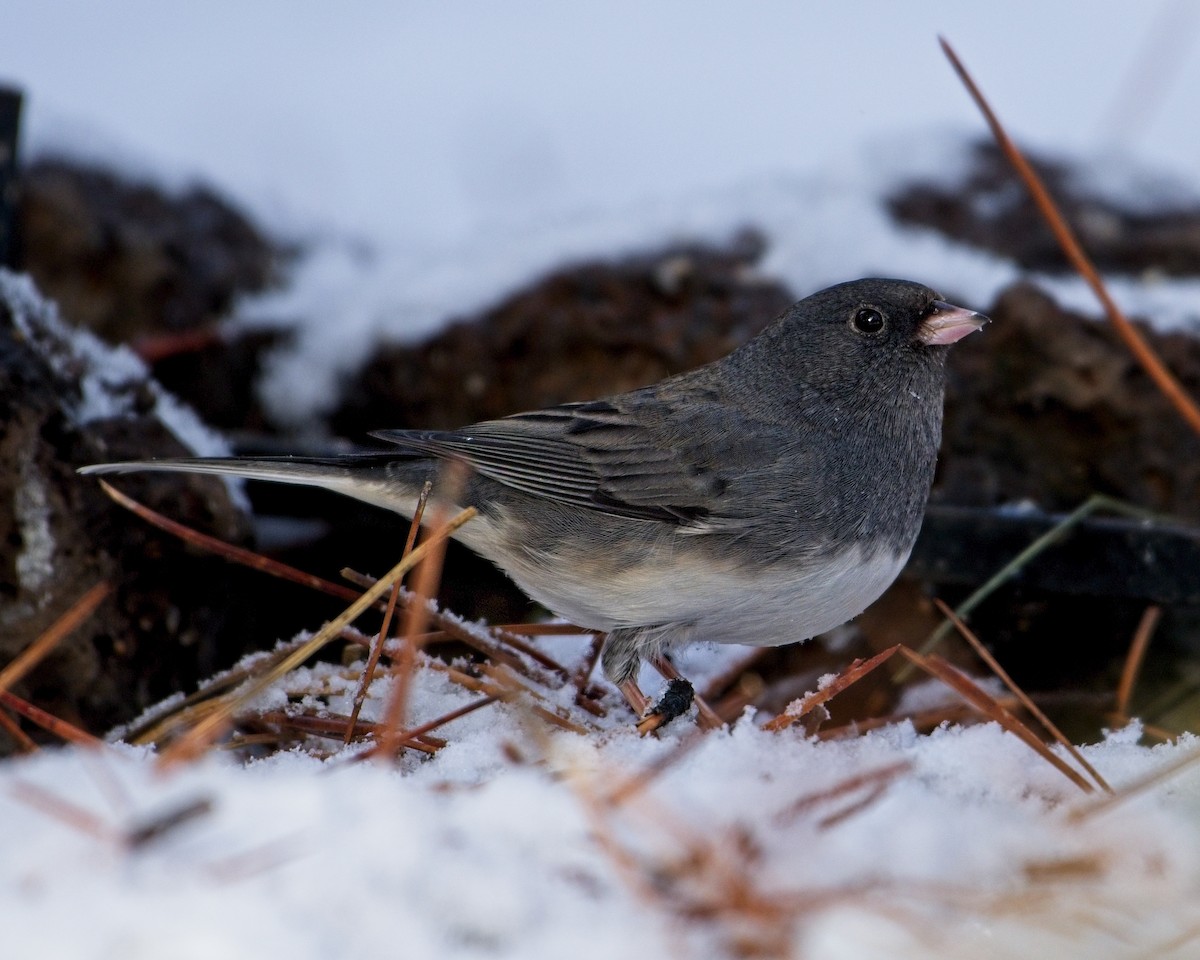 Dark-eyed Junco - James Moodie