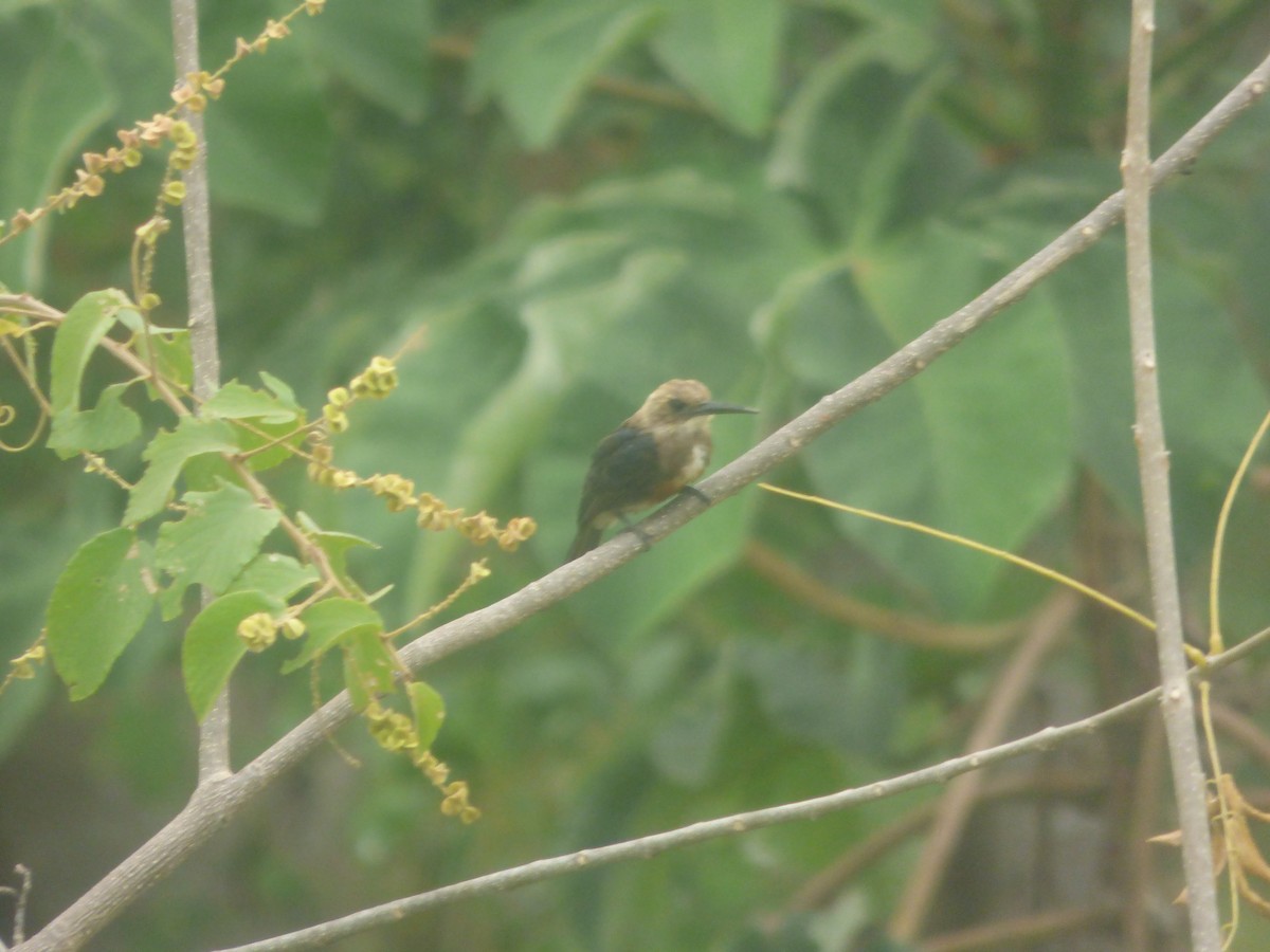 Pale-headed Jacamar - ML517835041