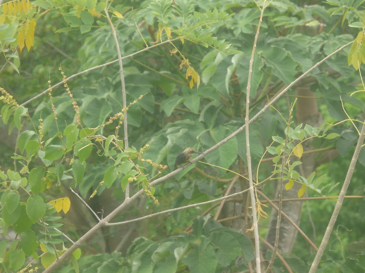 Pale-headed Jacamar - ML517835471