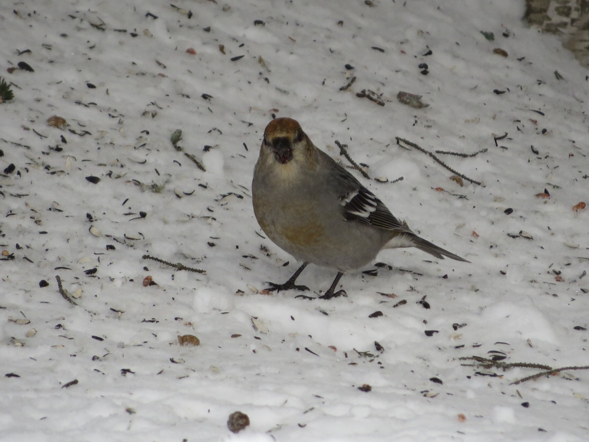 Pine Grosbeak - ML517839361