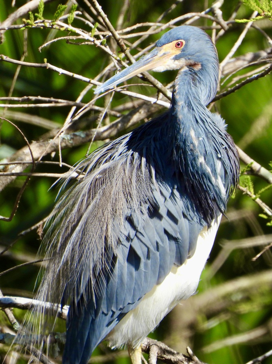 Garceta Tricolor - ML517840751