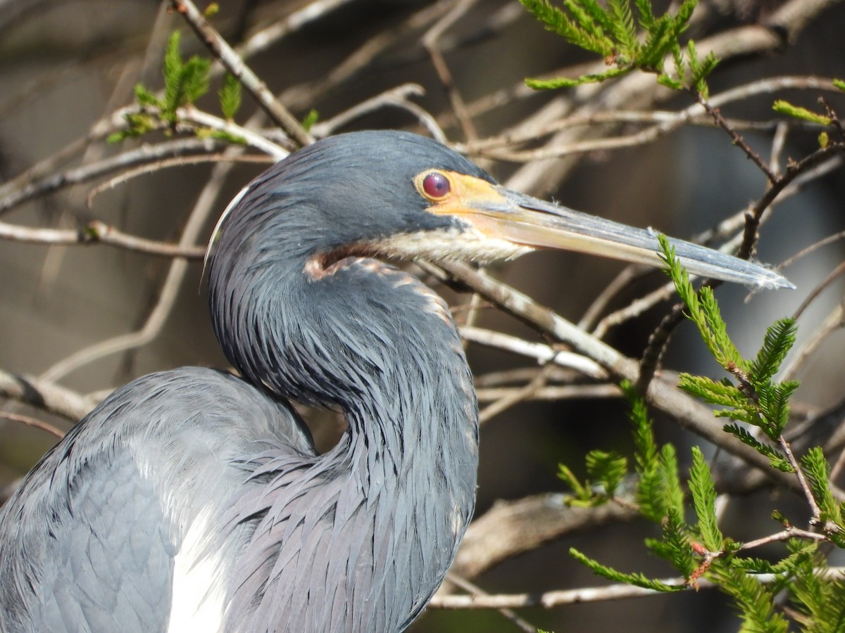 Tricolored Heron - ML517840761