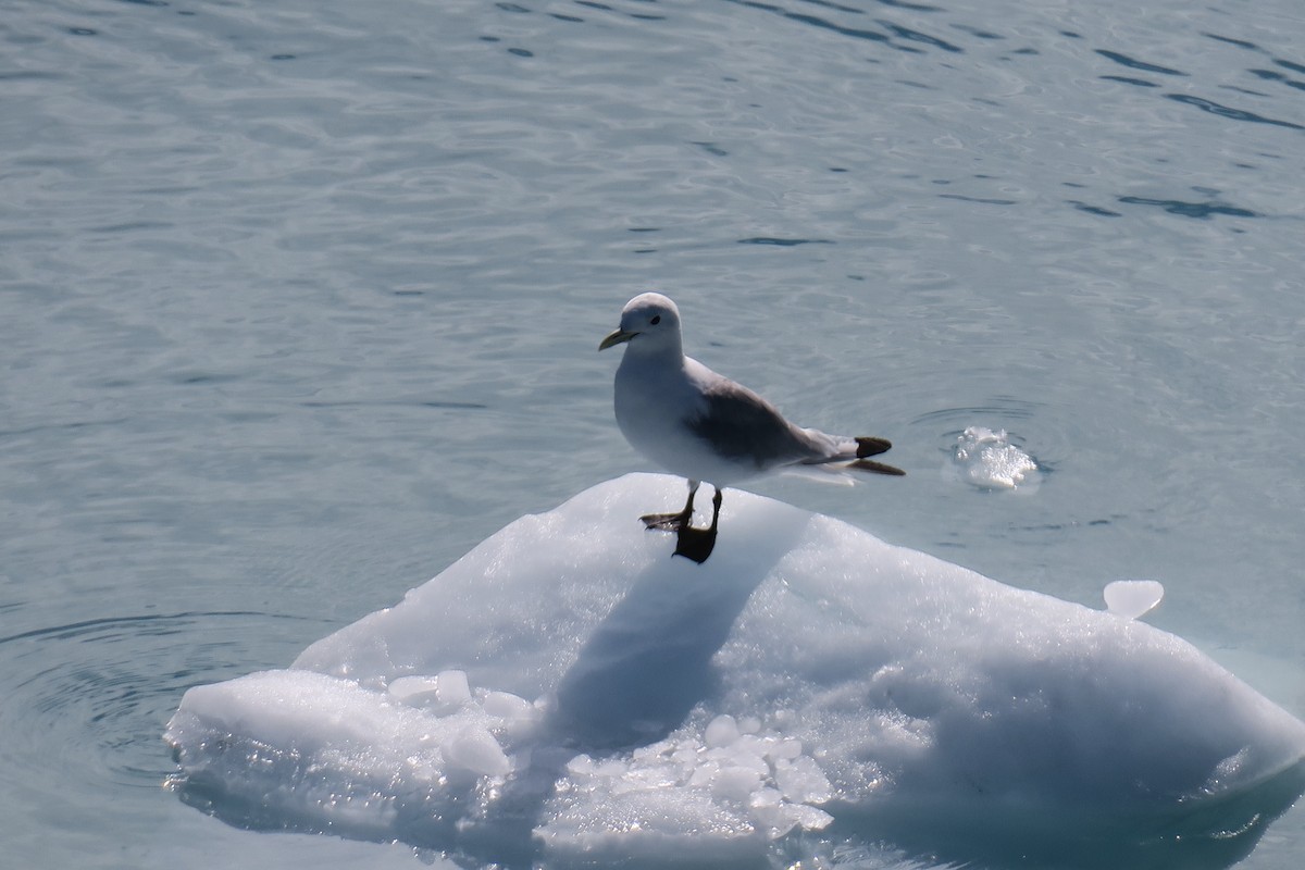 krykkje - ML517841621