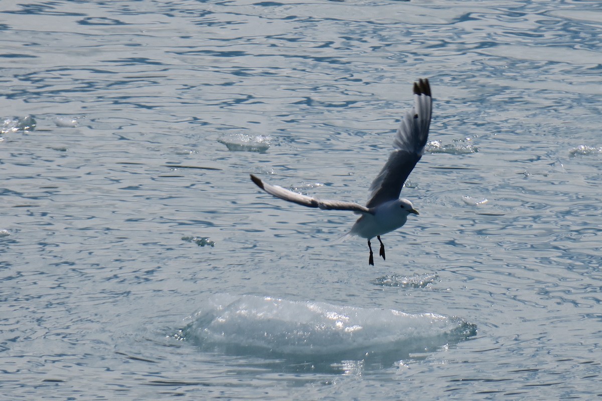 krykkje - ML517841631