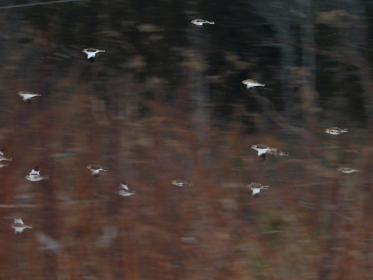 Snow Bunting - Cheryl Ring