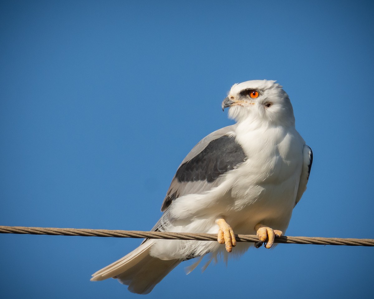 White-tailed Kite - ML517841861
