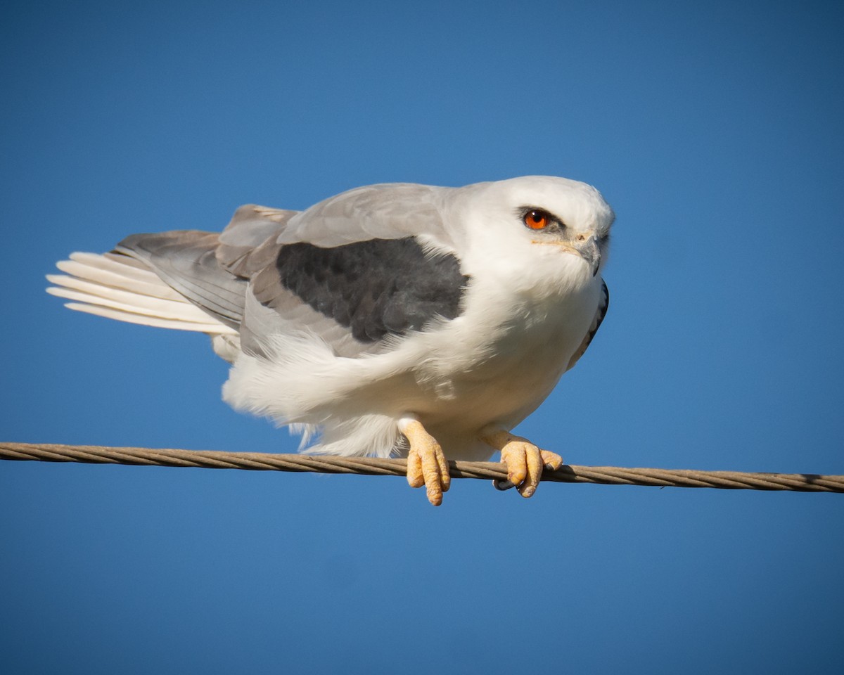 White-tailed Kite - ML517841981