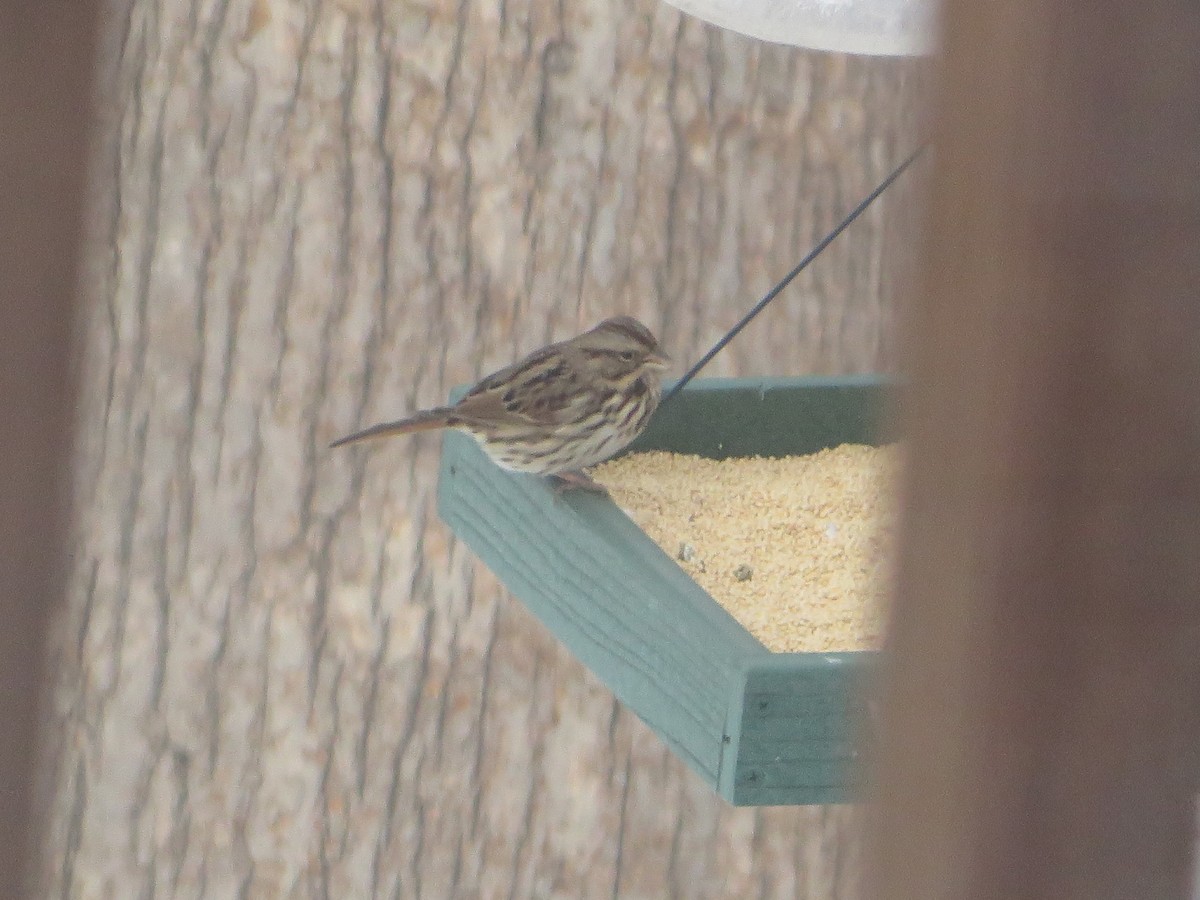 Song Sparrow - ML517842131