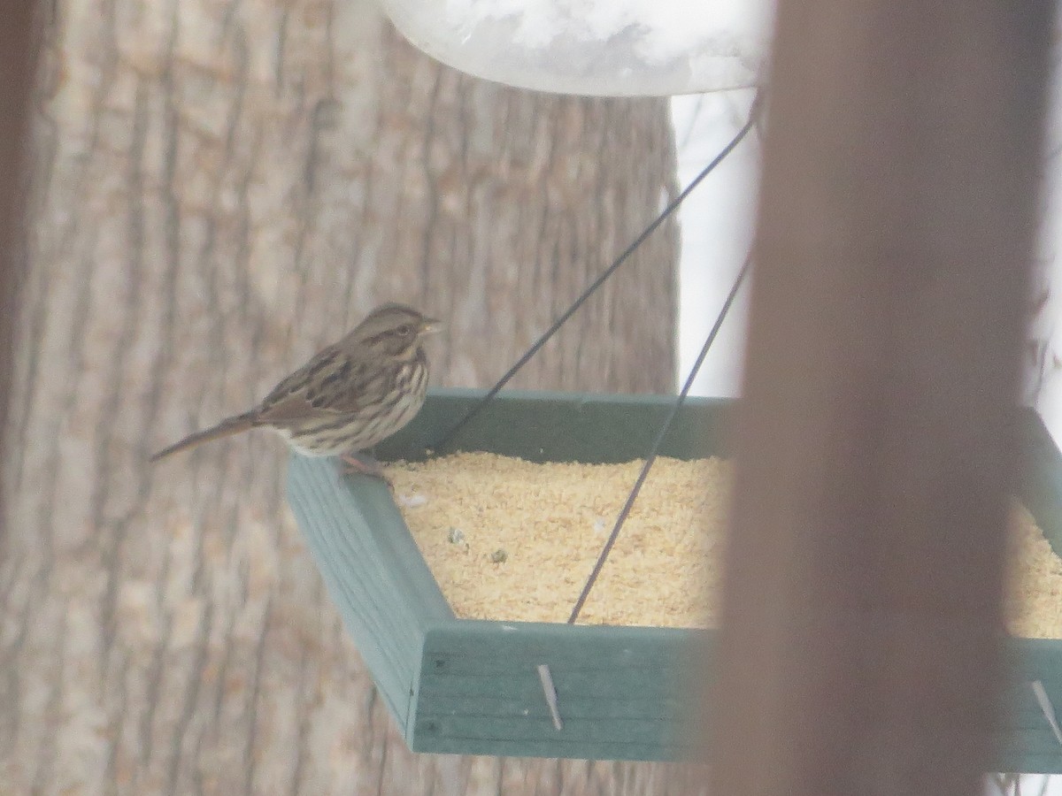 Song Sparrow - ML517842181