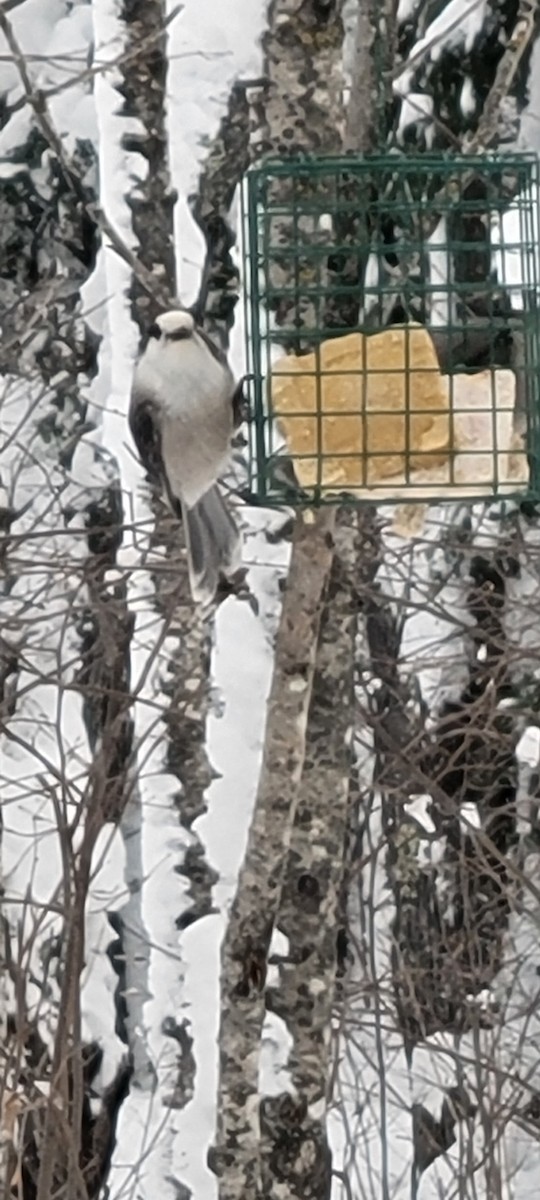 Canada Jay - ML517842801