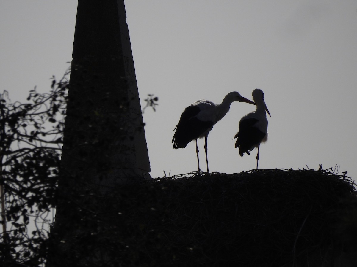 White Stork - ML517842891